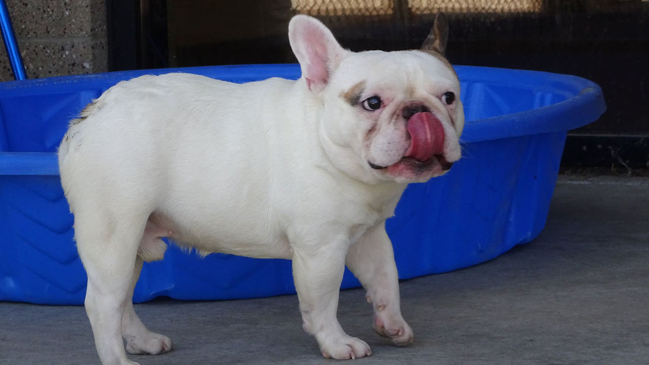 2 Dozen French Bulldogs Need A Home Up For Adoption Sat After Rescue In Denver