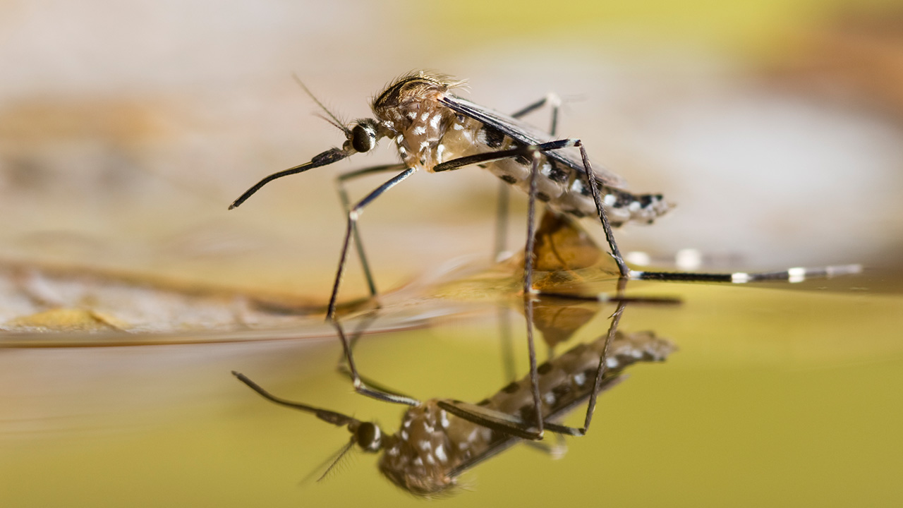 Baby oil cream for 2024 mosquitoes