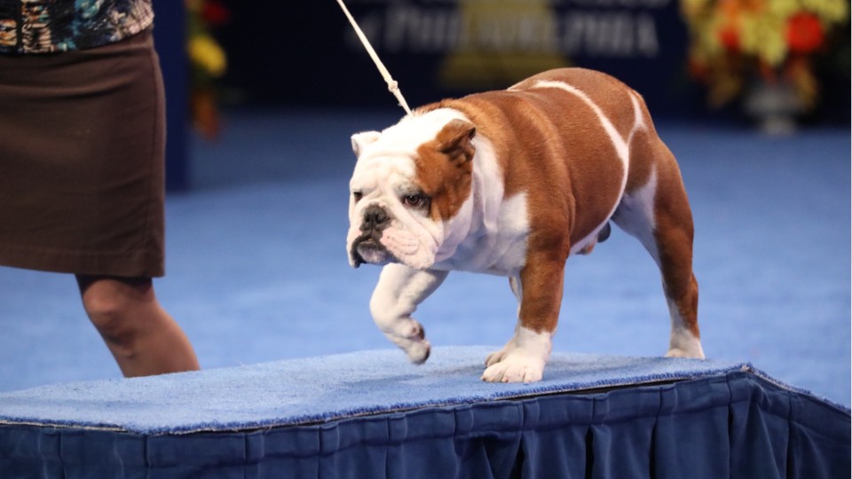 english bulldog shows 2018