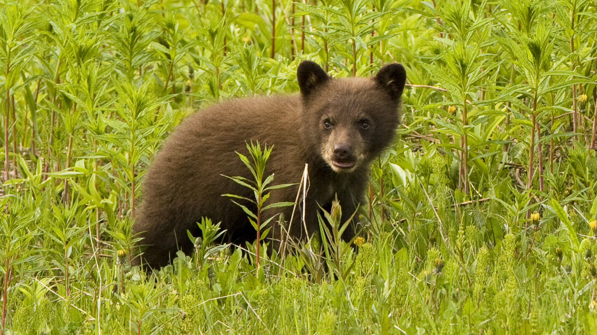 bear steals chewy box