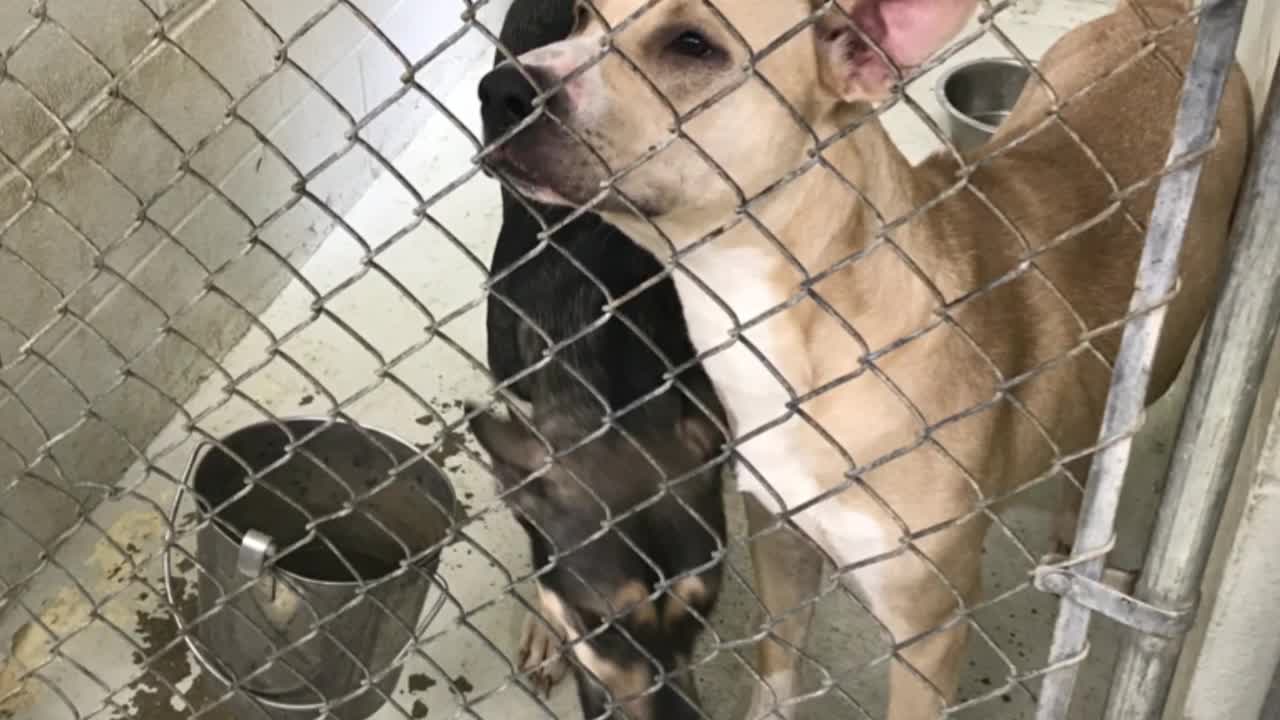 miami valley animal shelter